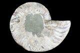 Agatized Ammonite Fossil (Half) #73900-1